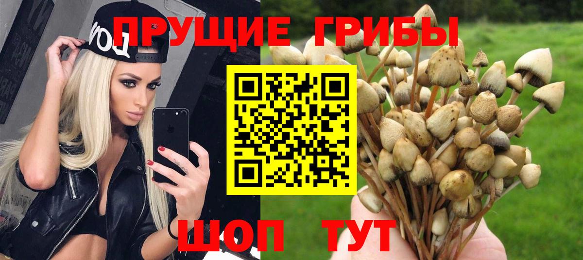 где продают   Вход с VPN  Майкоп  Галлюциногенные грибы мицелий 